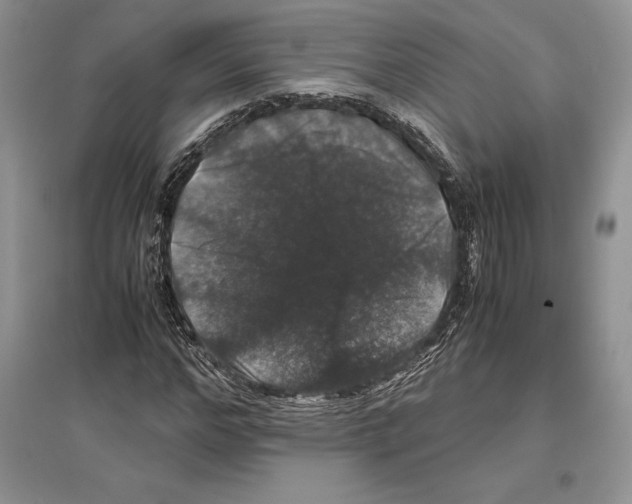 X0000097300968200803141528