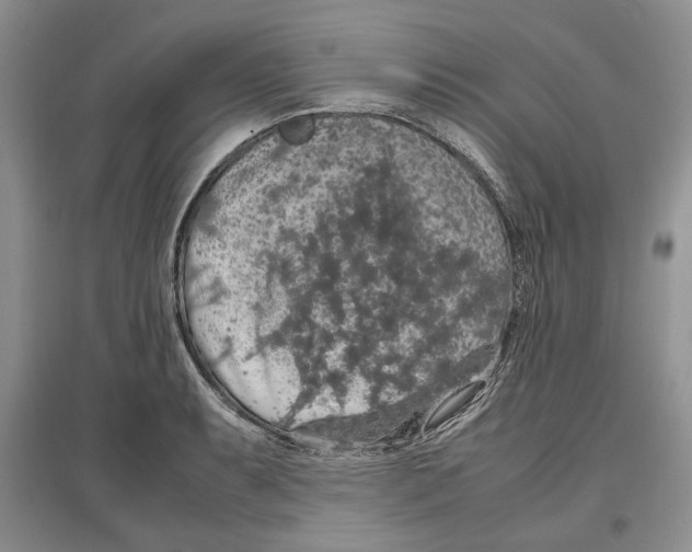X0000097301087200803141527