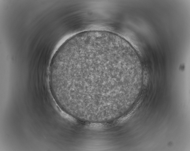 X0000097301094200803141527