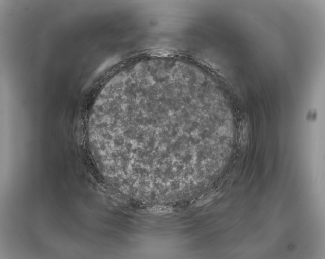 X0000097301446200803141522