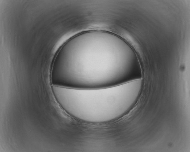 X0000097461336200802220758