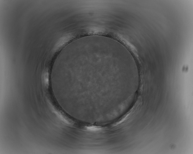 X0000097460067200802221223