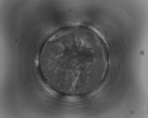X0000097460069200802221223