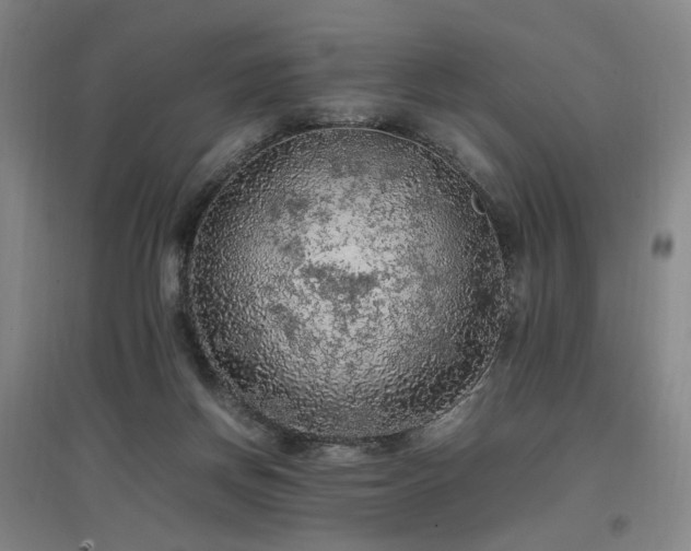 X0000097460166200802221221