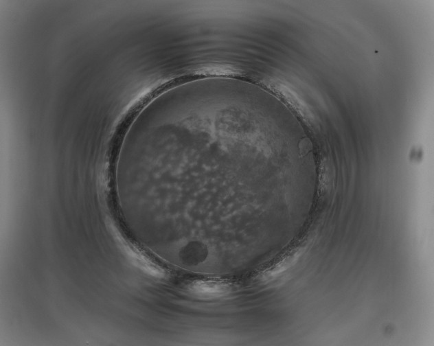 X0000097460351200802221219