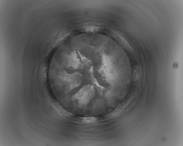 X0000097460363200802221219