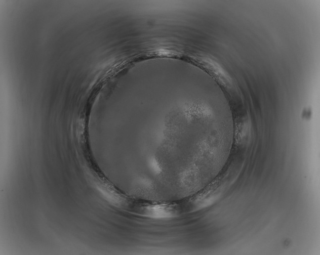 X0000097460365200802221219