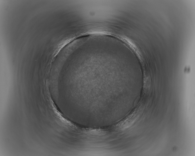 X0000097460385200802221218