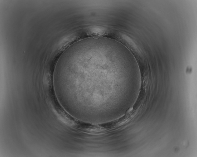 X0000097460459200802221217
