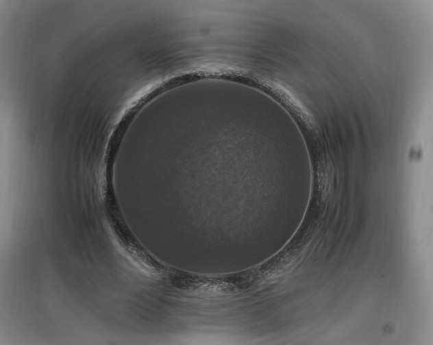 X0000097460488200802221217