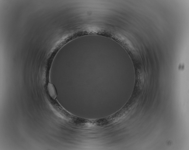 X0000097460496200802221217