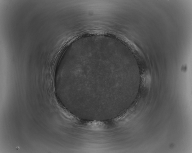 X0000097460517200802221217