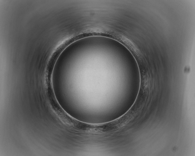 X0000097460680200802221214