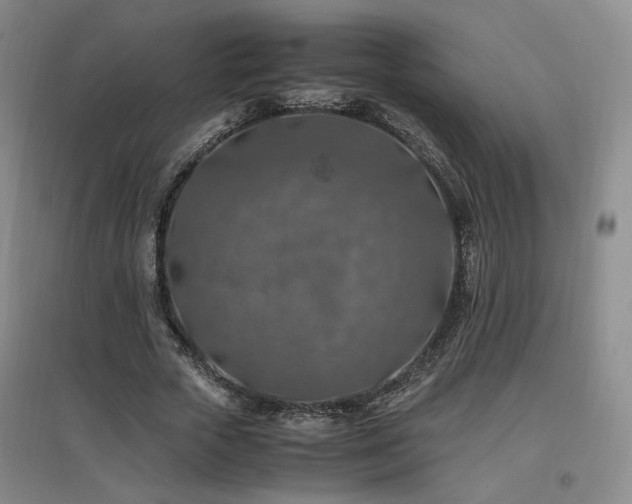 X0000097460729200802221213