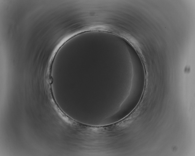 X0000097460816200802221212
