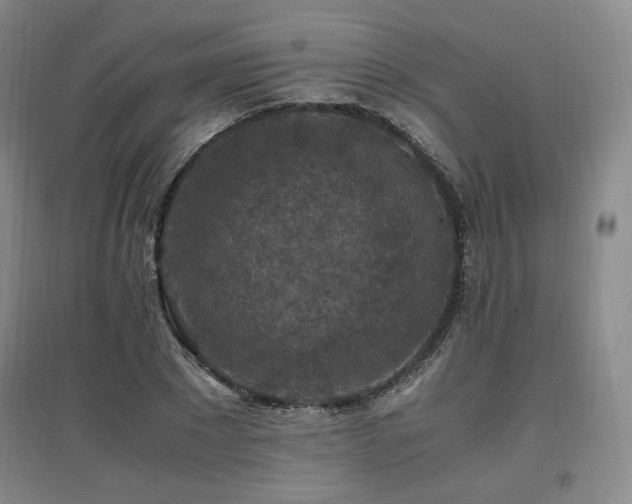 X0000097460881200802221211