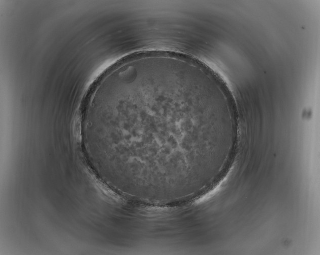 X0000097460925200802221210
