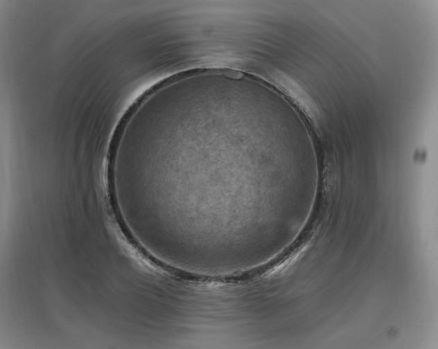 X0000097460932200802221210