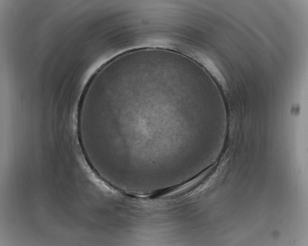 X0000097460944200802221210