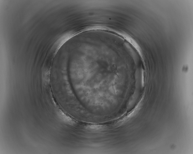 X0000097460953200802221210