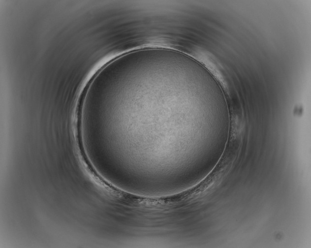 X0000097460955200802221210