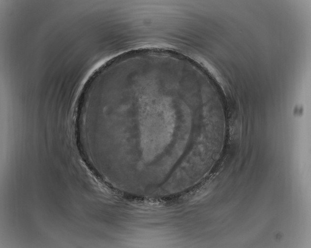X0000097460975200802221209
