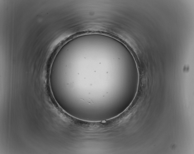 X0000097460979200802221209