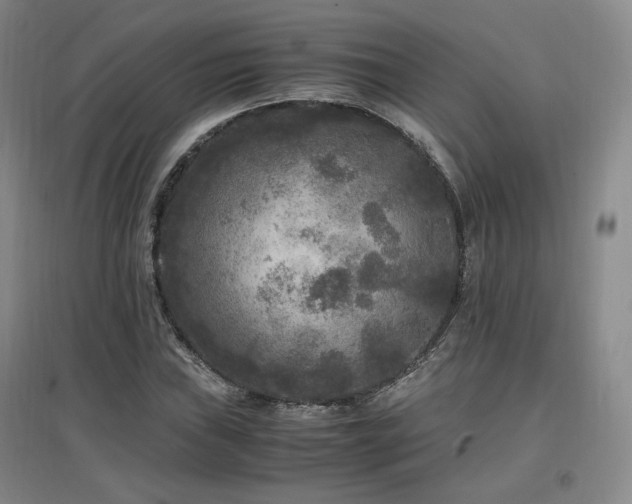 X0000097461019200802221208