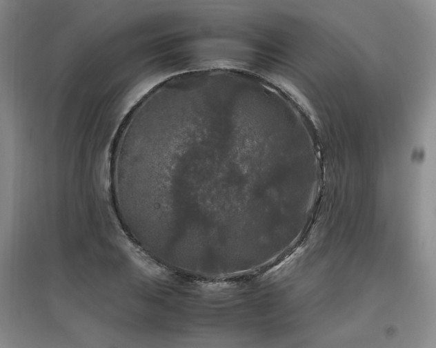 X0000097461031200802221208