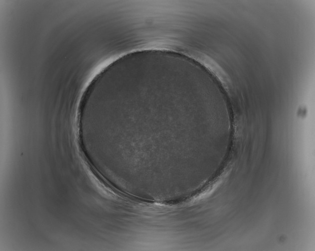 X0000097461077200802221207