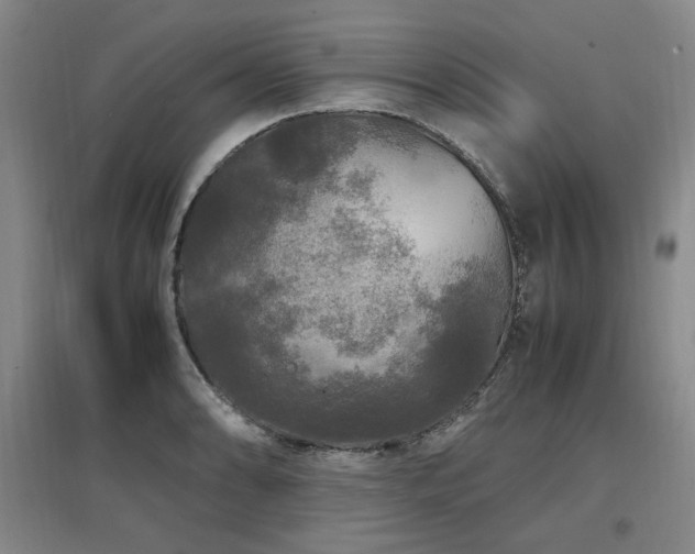 X0000097461086200802221207