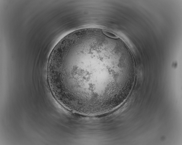 X0000097461244200802221205