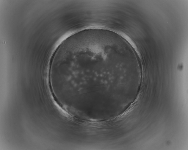 X0000097461245200802221205