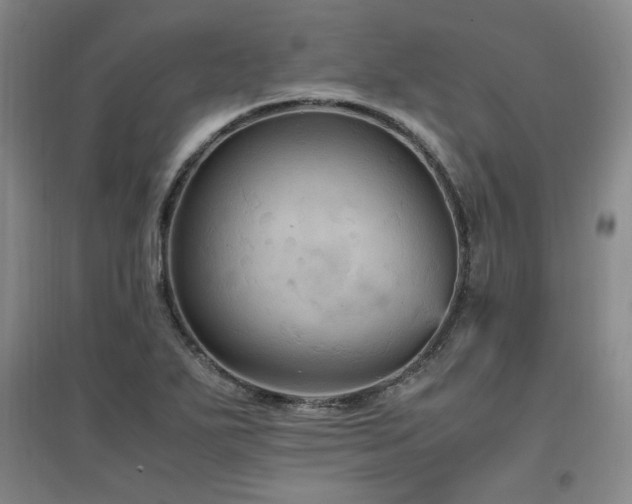X0000097461271200802221204