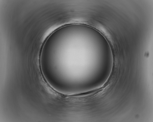 X0000097461336200802221203