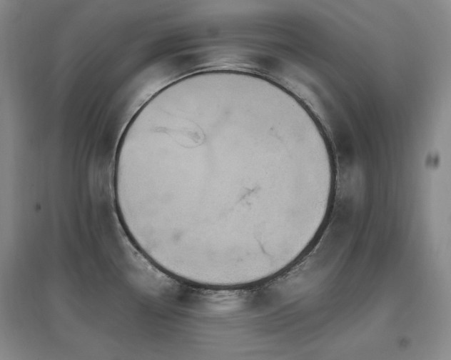 X0000097461338200802221203