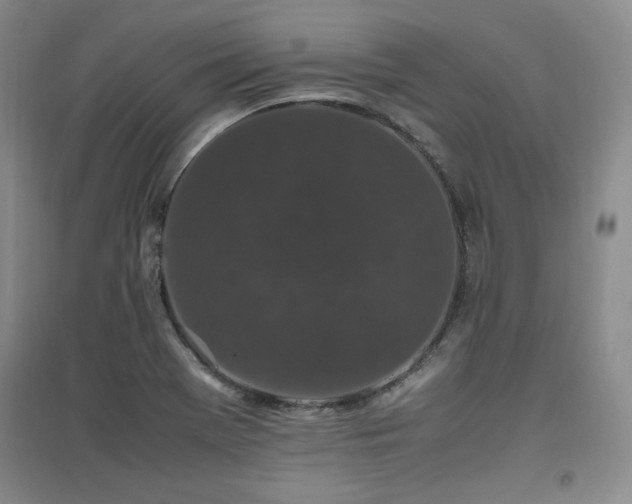 X0000097461369200802221202