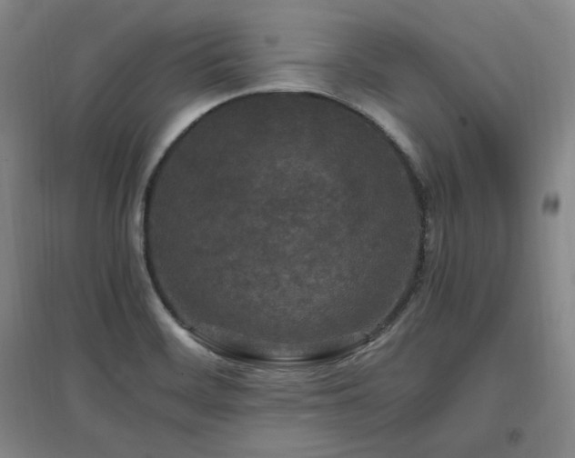 X0000097461468200802221201