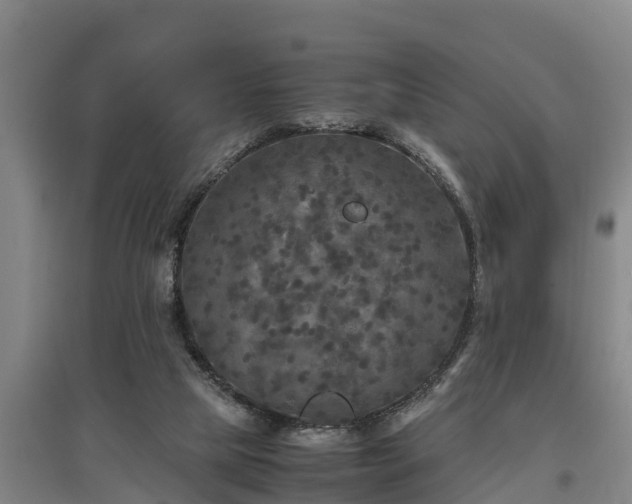 X0000097460065200802291246