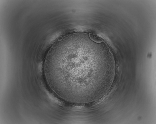 X0000097460066200802291246