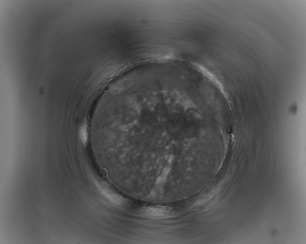 X0000097460069200802291246