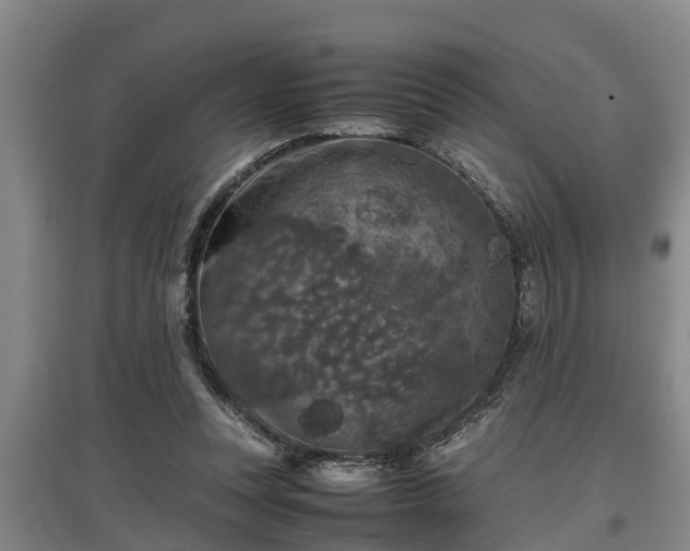 X0000097460351200802291241