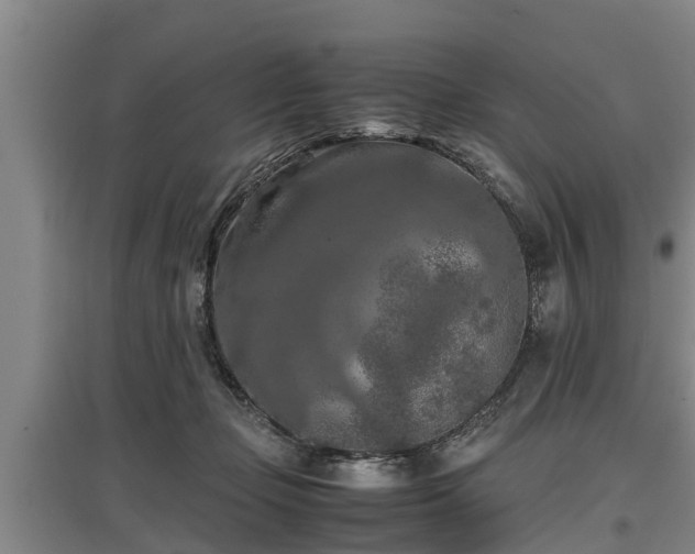 X0000097460365200802291242