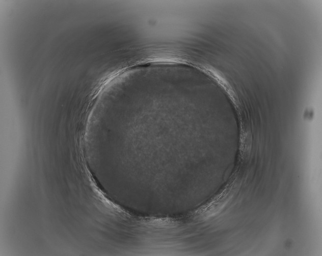 X0000097460385200802291241