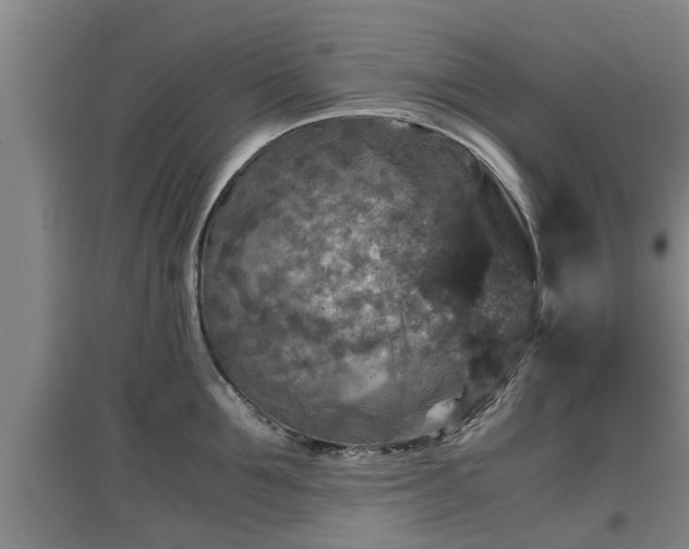 X0000097460907200802291233