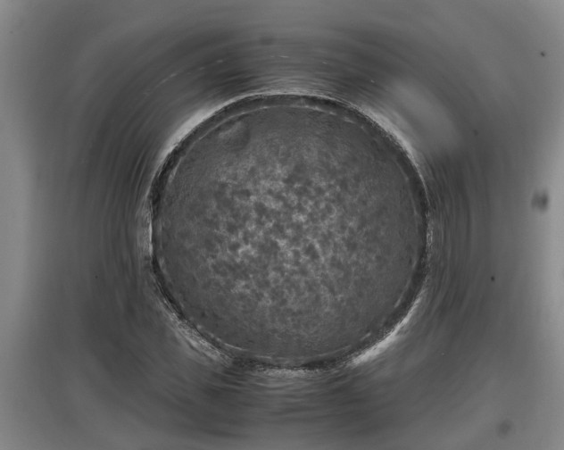 X0000097460925200802291232