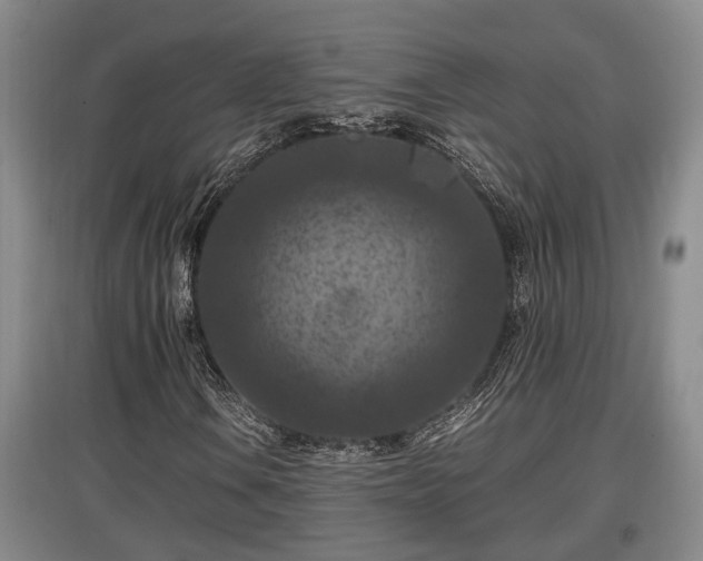 X0000097461106200802291229