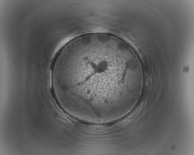 X0000097461171200802291229