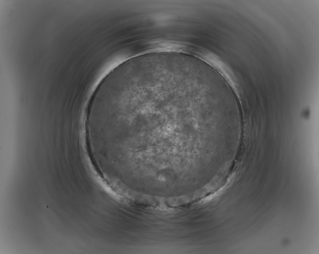 X0000097461235200802291228