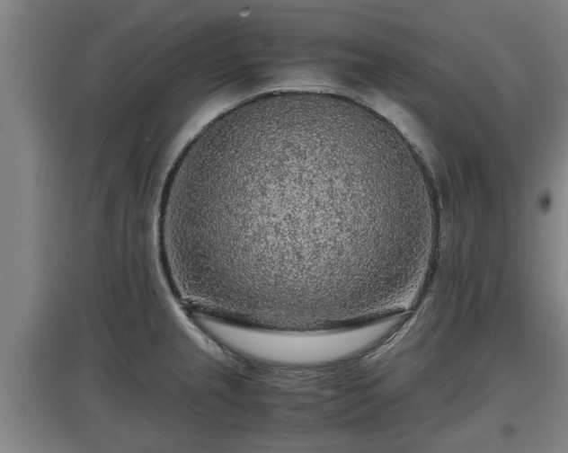 X0000097461237200802291228